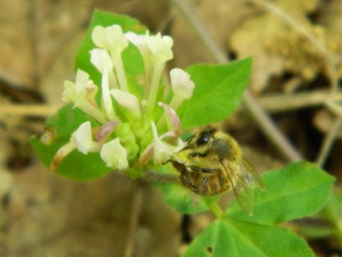 Close-up of a bee on a flower