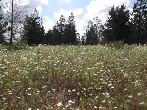 Field of Queen Anne's lace