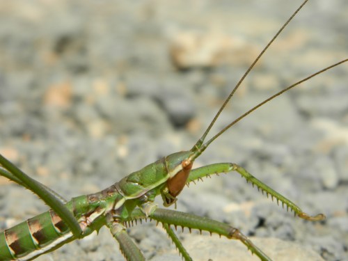 Large insect on the trail