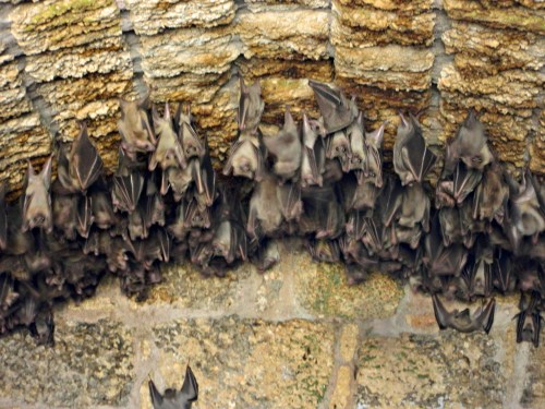 Fruit bats in the back of a vault