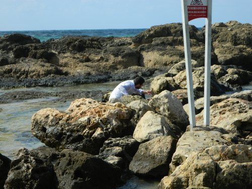 Crouching in the tide pools