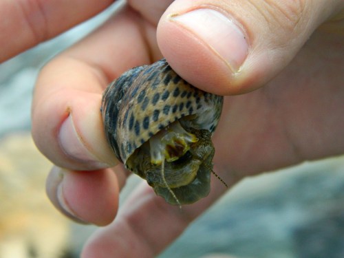 Interesting little sea snail