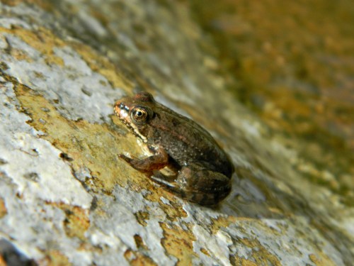 Little brown frog