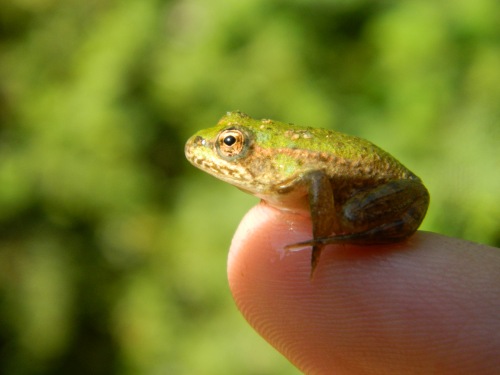 Tiny green frog on my finger