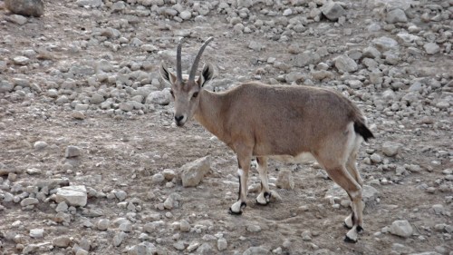 Nubian ibex