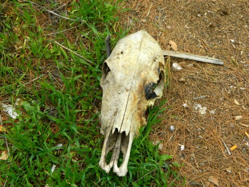 Slightly charred cow skull