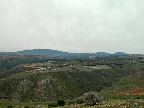Vineyards seen from the road