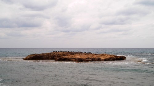 Cool little island flocked with seabirds
