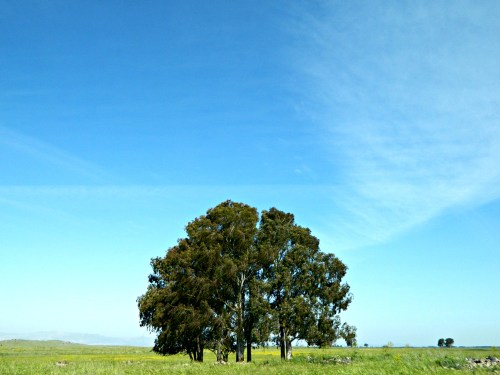 A tree in the Golan