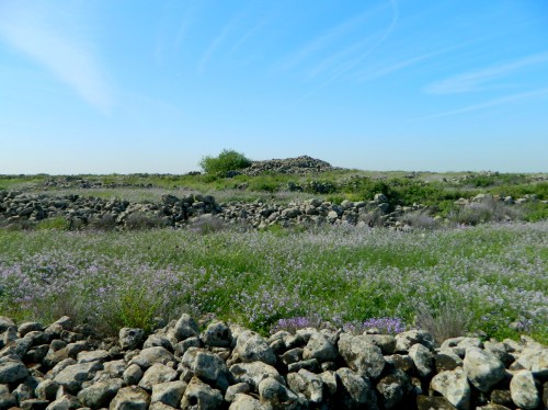 Circles of walls and flowers