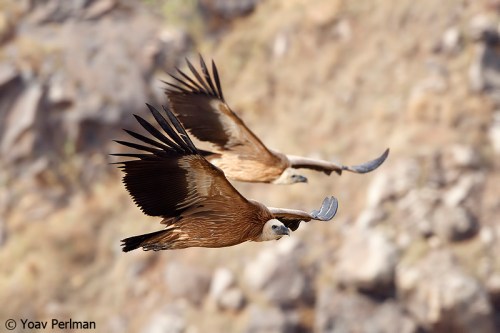 Griffon vultures at Gamla (photo: Yoav Perlman)