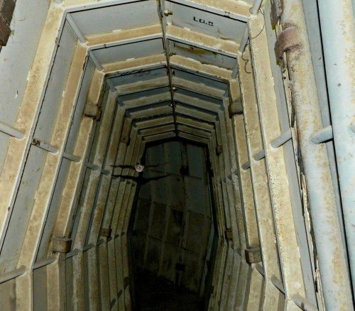 The horseshoe bat in the tunnel