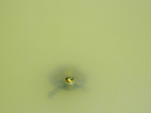 A Caspian turtle spying on me