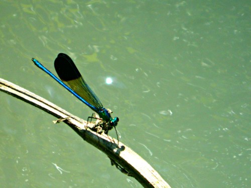 A damselfly