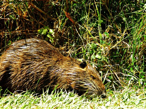 Eyeing the nutria