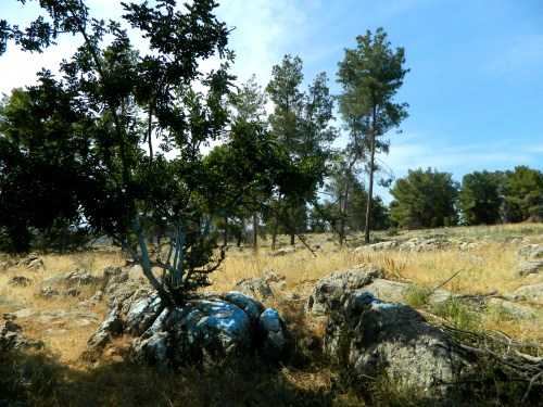 Grave of Brei d'Rav Safra