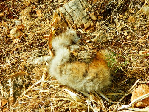 Torn fur from a fox or jackal