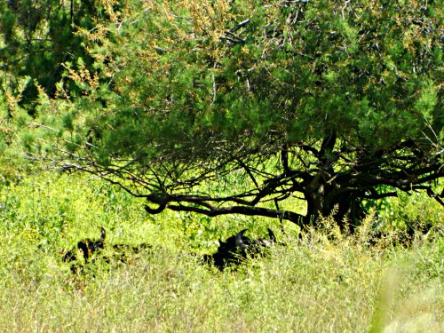 Water buffalo resting under a tree