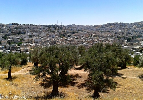 Olive trees and Hevron