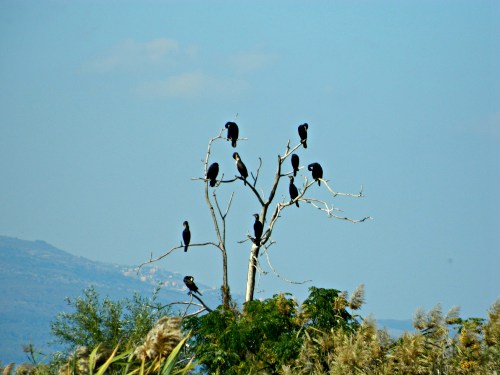 Cormorants on a dead tree