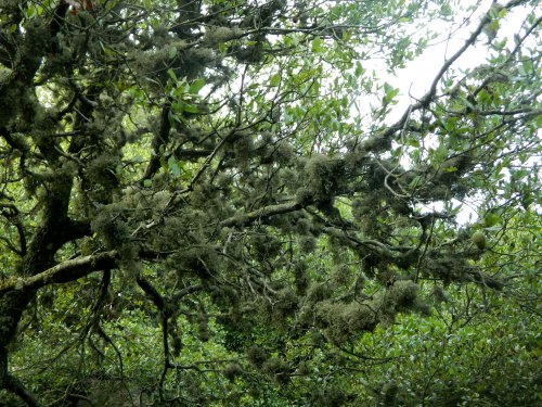 Interesting moss growth