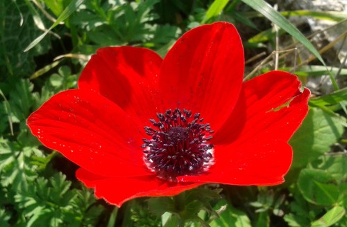 Blooming anemone