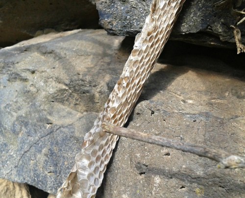 Discarded snakeskin