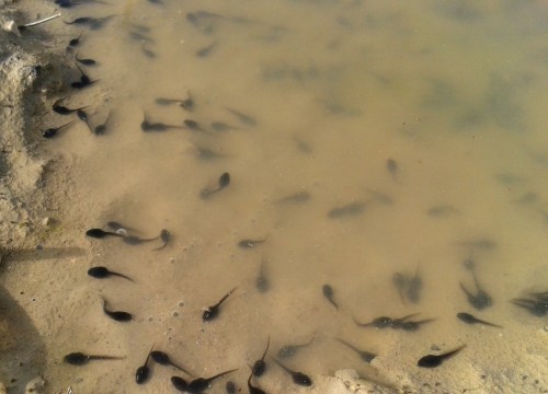 Tadpoles in a puddle