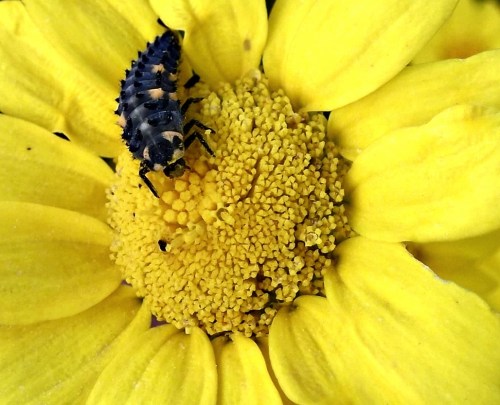 A ladybug larva on a garland chrysanthemum
