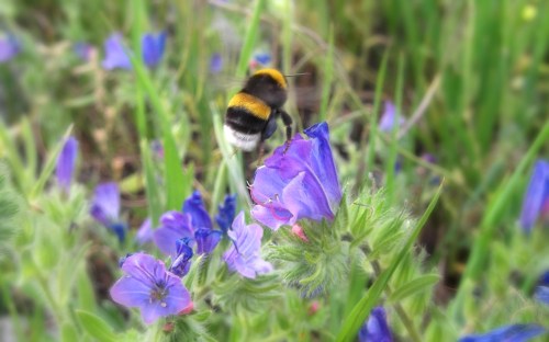 Bumblebee in the wildflowers