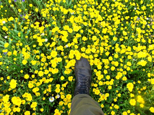 Chrysanthemums underfoot