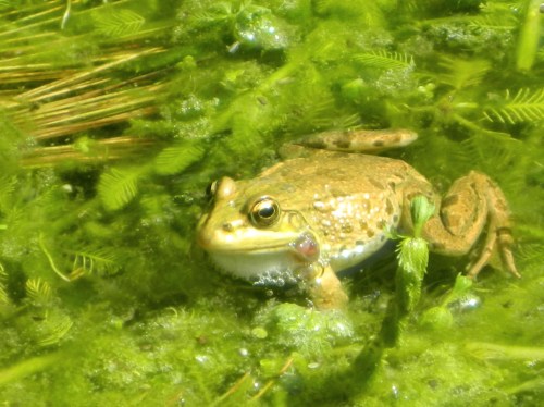 Pond frog in Ein Nevoraya