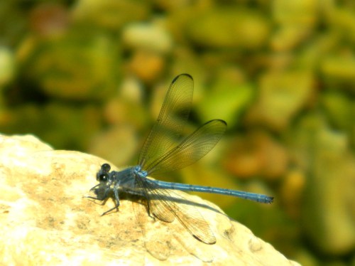 A patient dragonfly at Nachal Kziv