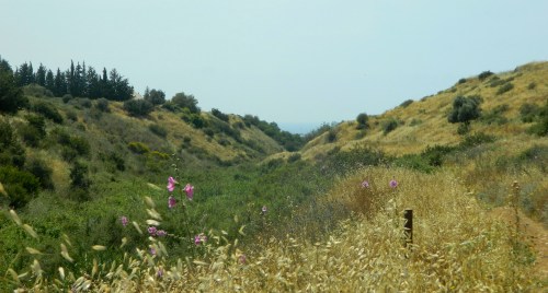 Hollyhocks among the green and brown to the sea