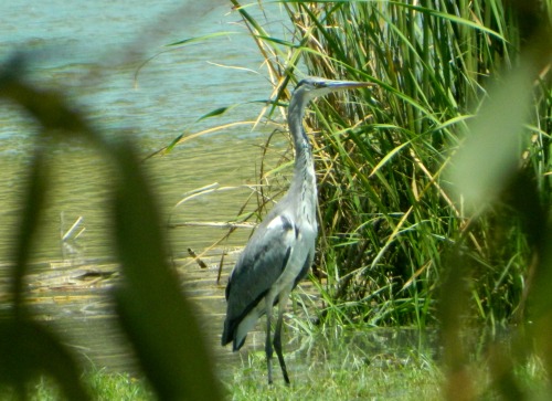 Spying on a grey heron through the plants