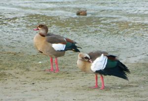 Egyptian geese preening on the banks of the Yarkon
