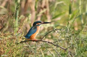Common kingfisher (photo: Tamar Ron)