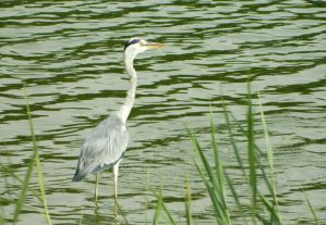 Grey heron wading in the shallows