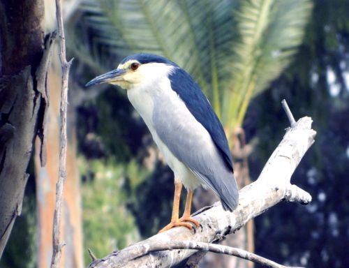 Night heron