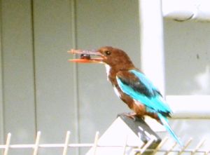 White-throated kingfisher with prey