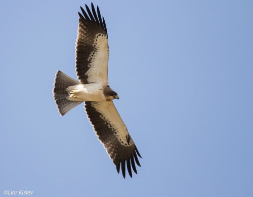 Booted eagle (photo Lior Kislev)