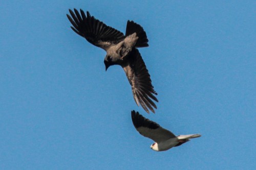 White-shouldered kite mobbed by a hooded crow (photo Yedidya Popper)