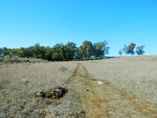 Dead cow on the Gospel Trail