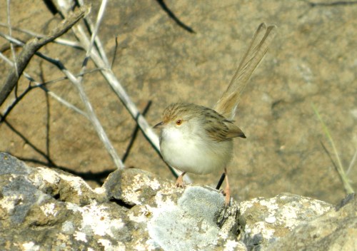 Graceful prinia