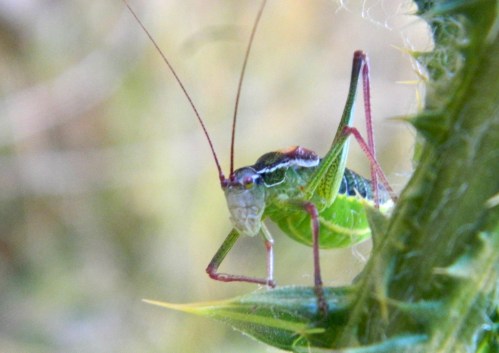 Bush cricket (Isophya savignyi)