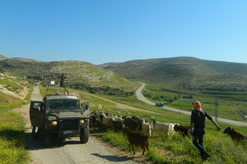 Military jeep and Bedouin herd crossing paths