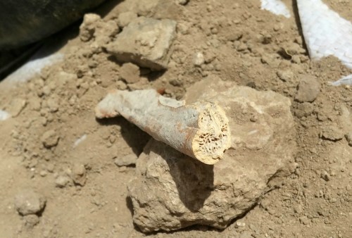 Bone that I dug out of the ground