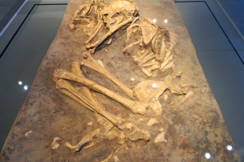 Burial of a woman and dog (cast) from the Hula Valley