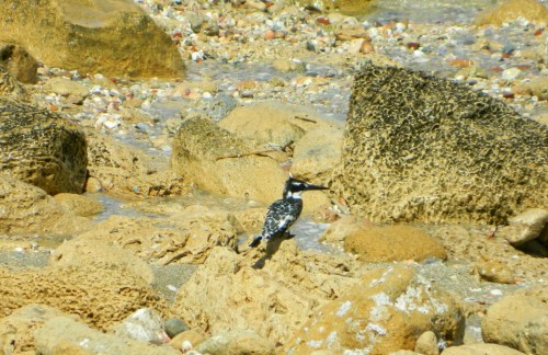Pied kingfisher