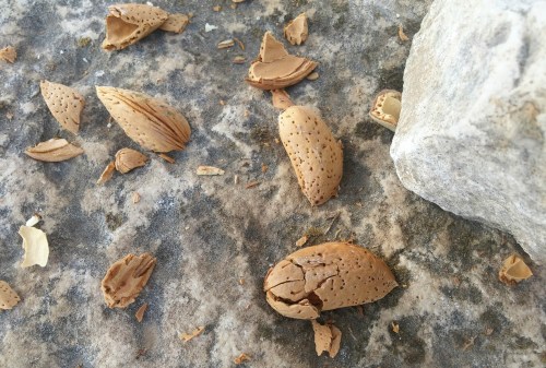 Cracking open some bitter almonds